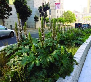 Urban streetscape with plants growing out of green infrastructure built between sidewalk and city street.
