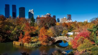 An aerial view of an urban forest with a cityscape in the background