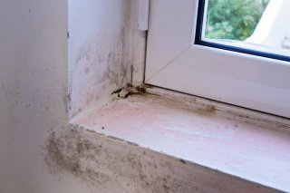 Black mold on white windowsill