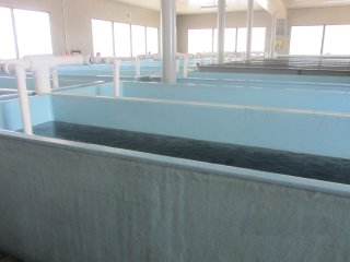 Discharges from fish rearing operations at the Williams Creek National Fish Hatchery (Arizona) exceeded the phosphorous limit, affecting water quality
