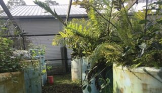 Lush tropical-looking plants grow in an outdoor site in round white cylinders. 