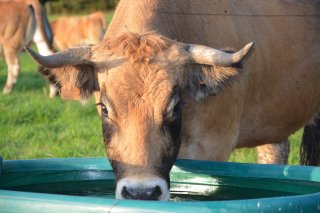 a cow drinks from a drinking trough