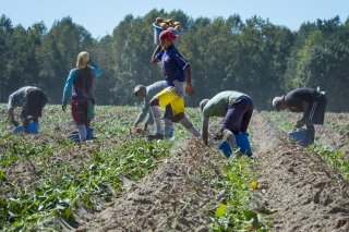 Farmworkers harvesting sweet potatoes