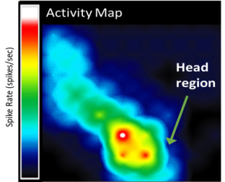 Image from one of Melissa’s  Pathfinder Innovation Projects: a zebrafish is embedded in agarose on a microelectrode array which allowed us to measure and compare the electrical brain activity of the zebrafish following chemical exposure.