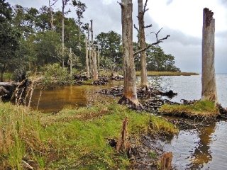 Ghost Forest Nags Head Woods from North Carolina Wetlands 