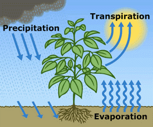Evapotranspiration cycle