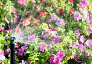 a sprinkler head irrigating flowers