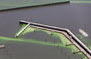 Aerial view of a harmful algal bloom in Lake Okeechobee