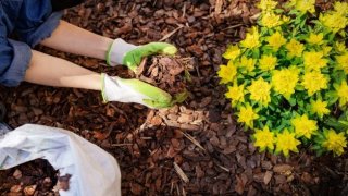 planting a new plant in soil