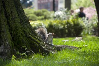 Squirrel at base of a tree in park