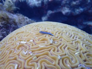 small blue fish on white brain coral