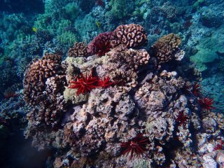 scene of coral and red sea urchin underwater