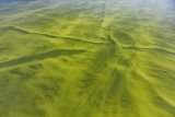 Algal bloom in New England waters