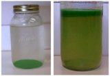 Jars of algal bloom water samples indicating the likelihood of green algae if it sinks and cyanobateria if it floats.