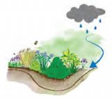 Illustration of rain garden