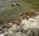 two ducks swimming in murky water with debris