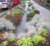 Image of a strip of vegetation in a swale with retained water runoff between a residential sidewalk and the road 