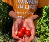 Cherry tomatoes in a child's hand