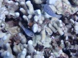 two blue fish in white branching coral